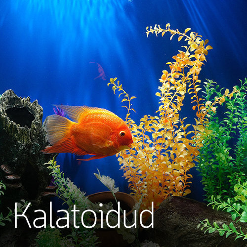 Kalatoidud