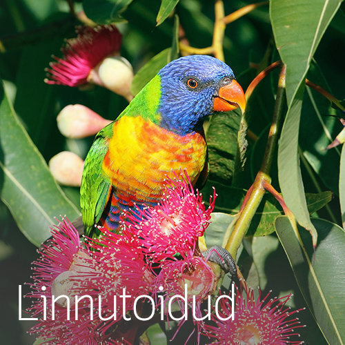 Linnutoidud