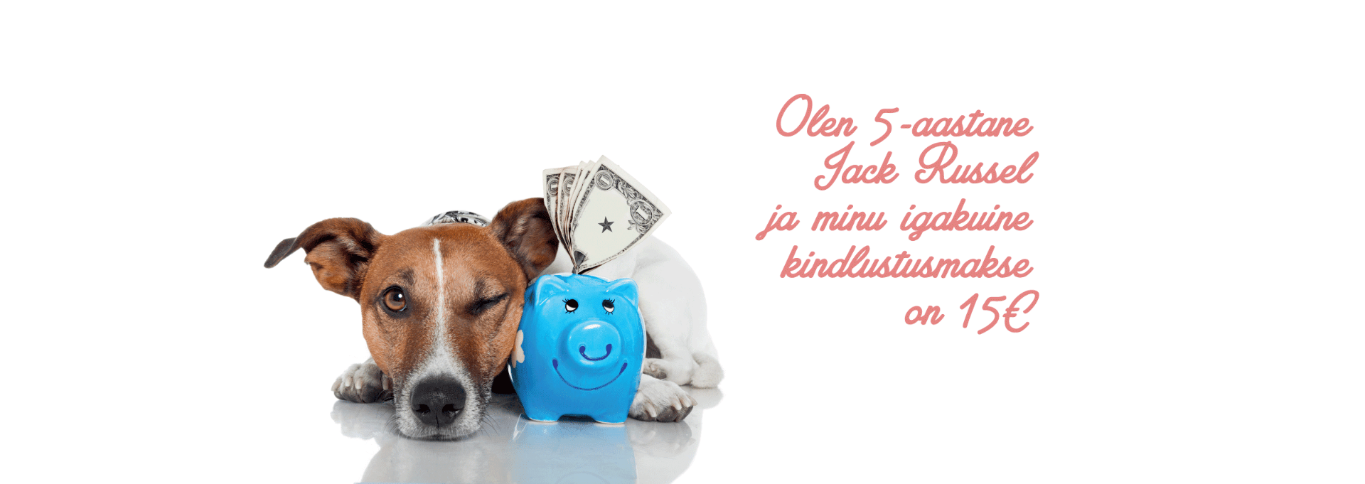 PetCity kindlustus