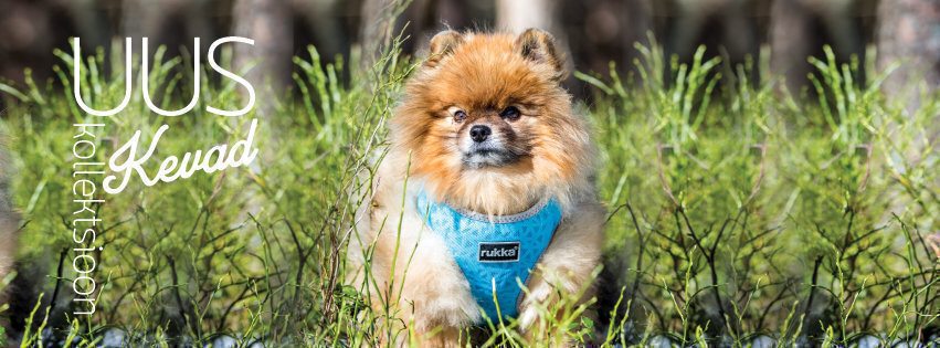 PetCity uus kevadkollektsioon